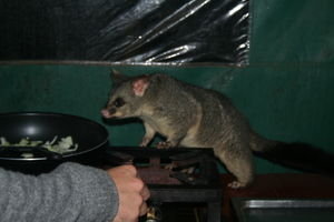 Possum in a frying pan!