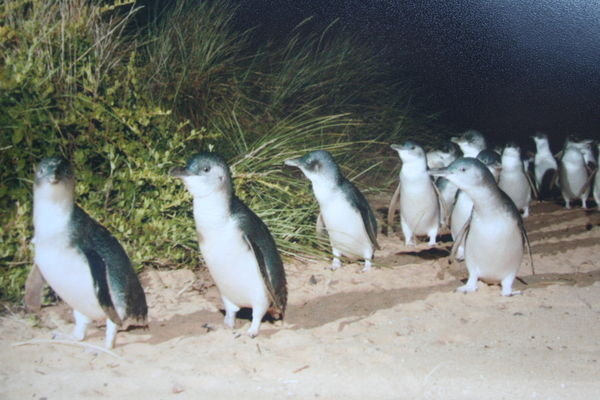 Penguin Parade, Philip Island