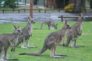 Kangaroo's at our campsite, Grampians