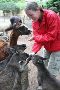Claire feeding a llama and a load of kangaroos, Paul's Place