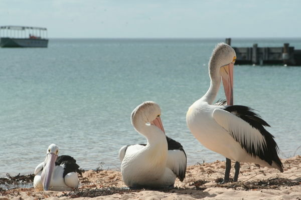 Pelicans, Monkey Mia