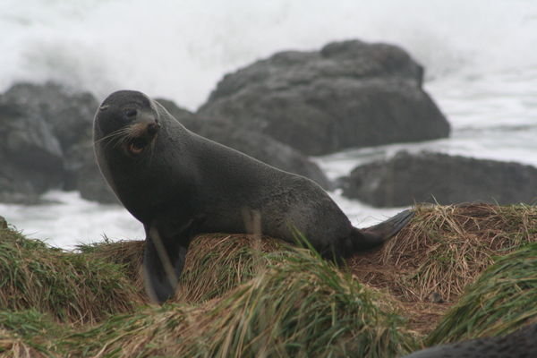 Seal, near Kaikoura