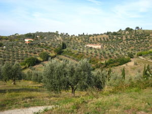 Olive Groves Around the Farm