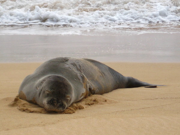Monk Seal on Mahaulepu Beach