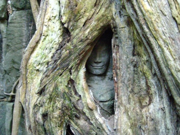 Face in the Roots
