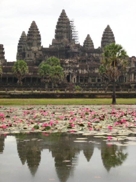 Angkor Lotus Reflection