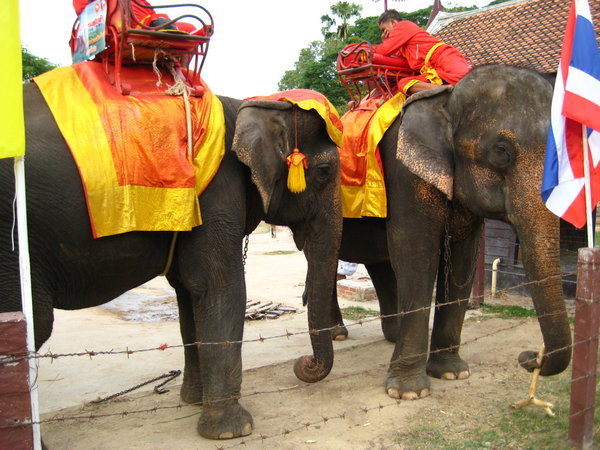 Elephant Rides in Ayuthaya