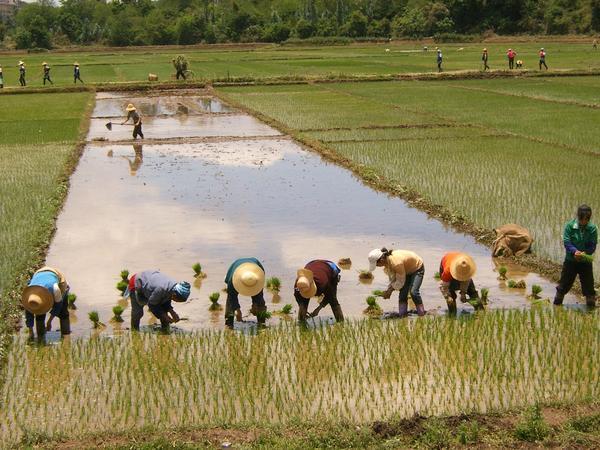 Planting the Paddy