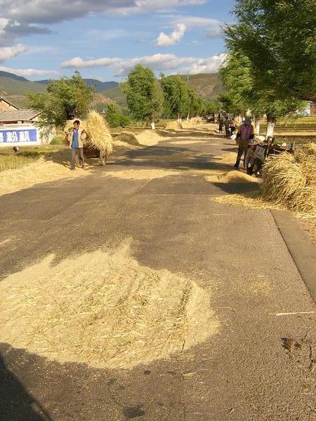 Drying crops on the road