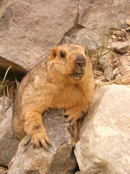 Close encounter with a giant marmot