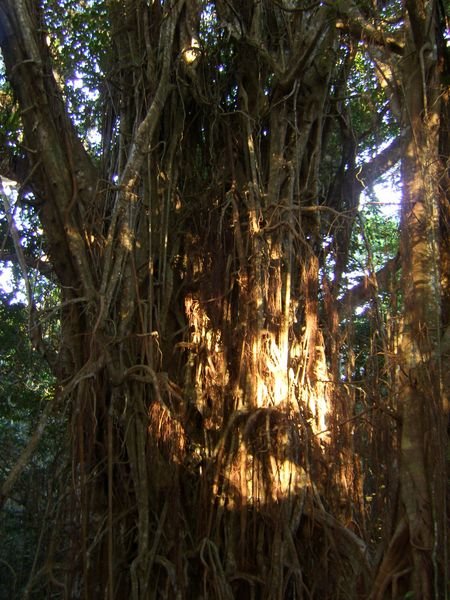 Big, masssive Banyan tree on hike