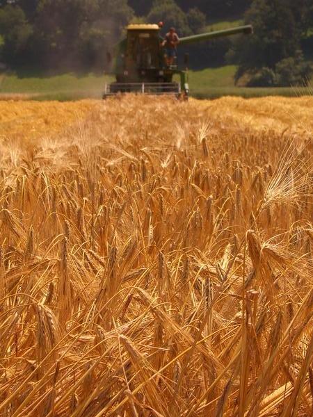 Harvest the barley