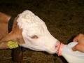 calves are hand-fed