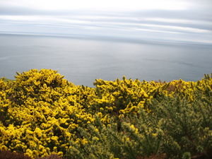 The Gorse and the Sea