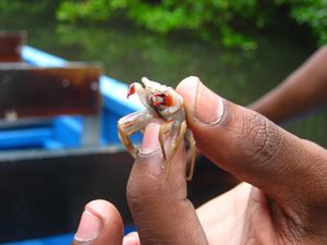 Scarlet Ibis food