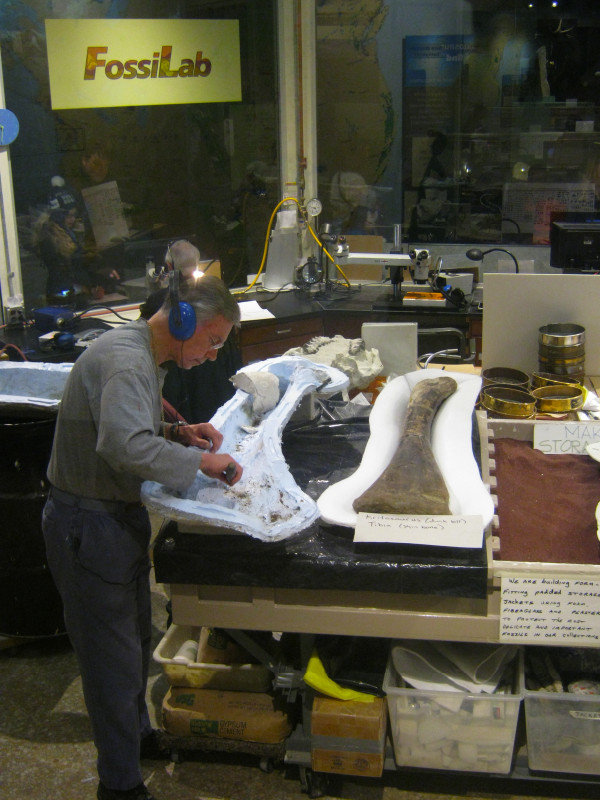 Working on a Dino Bone