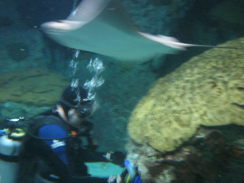 Scuba with a sting ray
