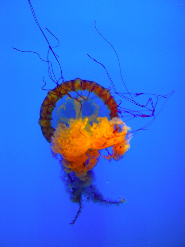 One awesome Jellyfish