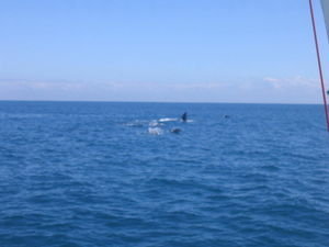 Humpbacks - flipper wave