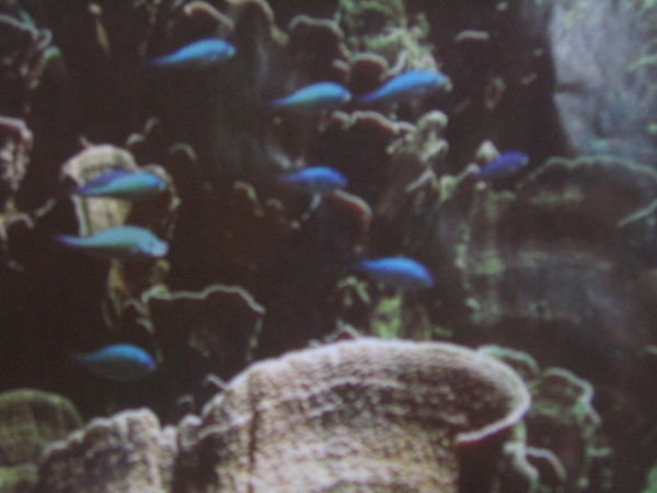 coral and fish (from brochure)