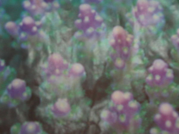 Coral with lavender tips (brochure)