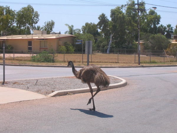 Emu stolling through town