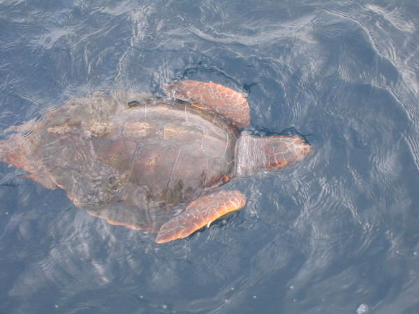 Sea turtle (alias: MOB)