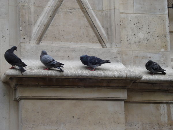 Pigeons on the church