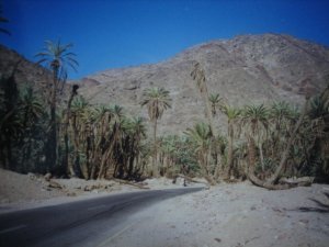 An Oasis in the Sinai