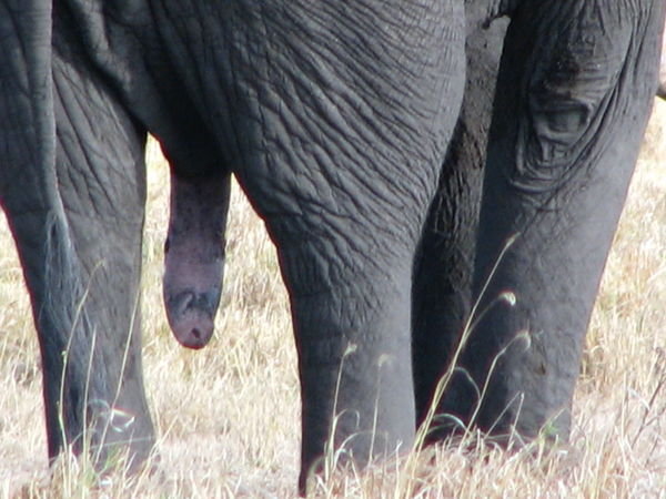 Ahhh, our first elephant (:  
