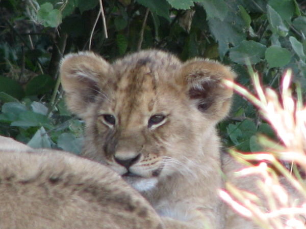 Baby lion (: