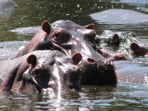 Hippos!