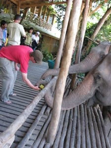 Yuri feeding his elephant