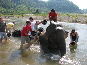 Yuri scrubbing an elephant