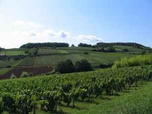 Beaujolais Wine Region