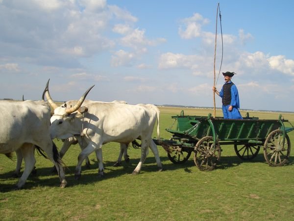 Cow Cart