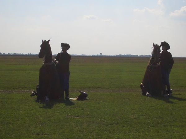Sitting Horses