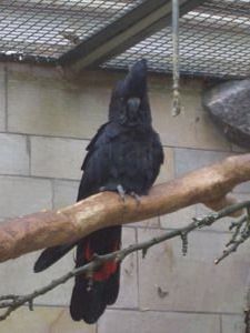 Black Cockatoo 2