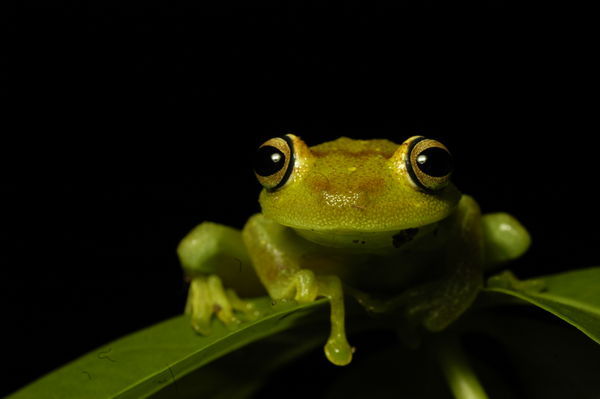 Beautiful tree frog
