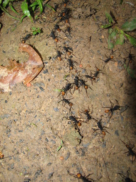 A small army of bullet ants