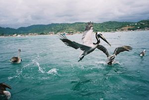 Galapagos Pelicans