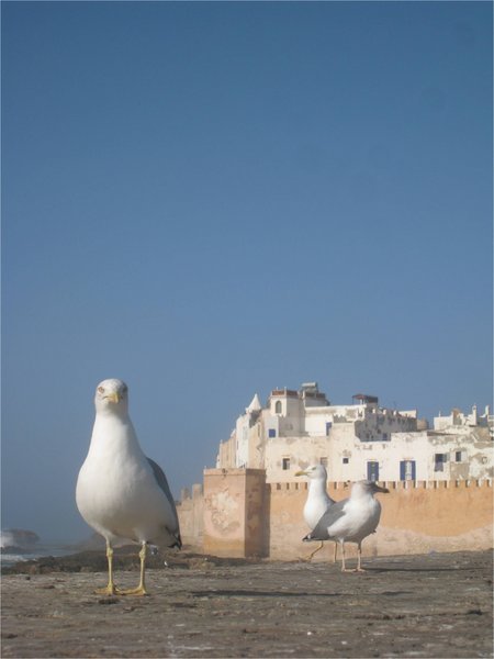 Friendly seagulls in Essaouira