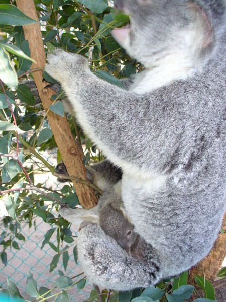 Koala baby (joey)