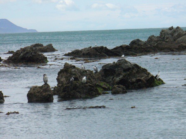 Albatross on rocks