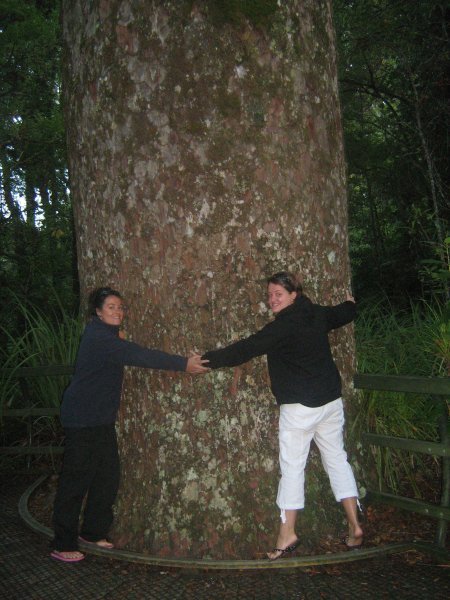Hug a Kauri tree