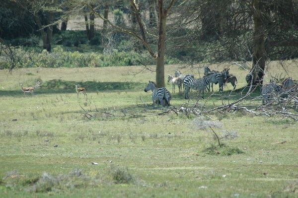 Zebras & gazelles hanging out together