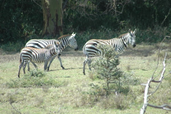 More zebras