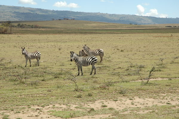 Even more zebras