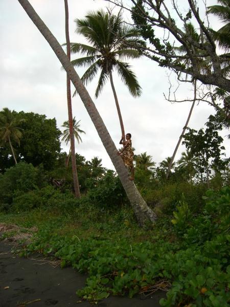How to climb a coconut tree