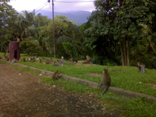 Taiping Monkeys